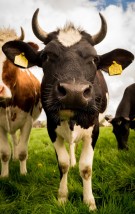  Pasze i koncentraty dla bydła